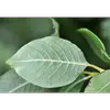 La **surface supérieure** des feuilles est **vert foncé à vert grisâtre**, avec un aspect gaufré dû aux nervures en relief, tandis que la **face inférieure** est **glauque, blanchâtre et veloutée** avec des nervures saillantes recouvertes d'un fin duvet.