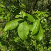 Les feuilles sont **alternes** et disposées en spirale sur les branches, avec des **bords ondulés et crénelés**, parfois légèrement dentés.