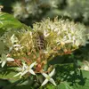 La **floraison** se déroule de **mai à juillet**, et les fleurs sont principalement pollinisées par des insectes (entomogamie).