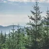 **'Abies pectinata'**. 'Abies' veut dire en latin,
