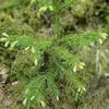 Il a été **planté en sylviculture en Bretagne et en Normandie**.