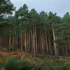 Le Pin sylvestre est un **arbre conique, voir pyramidal** qui peut atteindre **jusqu'à 35 mètres de haut**.