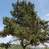 Sa **silhouette est élancée** en forêt, tandis qu'elle devient **plutôt ronde, parfois le tronc tordu** lorsque l'arbre pousse librement.