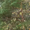 Le **peuplier noir** est également appelé **'liard'** (de « lier »), les jeunes tiges de cet arbre ayant souvent remplacé l'osier.