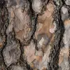 Mais devient **grise** avec des **fissures brunes ou rougeâtres** au fil du temps, formant de **minces plaques irrégulières qui se décollent**.