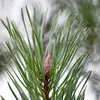On reconnait aussi le Pin sylvestre à&nbsp;ses **bourgeons brun clair dotés d'écailles tachées de blanc**, peu résineux.