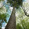 Il **s'adapte au sol médiocre** et à **différents climats** mais il a un **grand besoin de lumière**, d'où son allure élancée en forêt pour capter le soleil. Il **s'enracine profondément**.