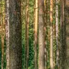 Son nom scientifique est **Pinus sylvestris**, avec 'sylvestris' pour 'sauvage'. Il est également connu sous les noms de **Sapin rouge du Nord** (à cause de son écorce brun-rougeâtre) ou **Pin d'Écosse**.