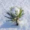 Il est **largement utilisé en reboisement** grâce à sa **bonne adaptabilité à de nombreux milieux**.