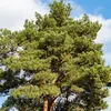 Il est aussi **utilisé comme arbre d'ornement**.