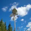 Il vit généralement pendant 200 environ mais **peut vivre jusqu'à 700 ans**.