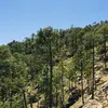 Le pin des Landes a une silhouette **élancée en forêt ou tordue lorsqu'il pousse seul**.&nbsp;