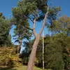 La **partie basse perd ses branches** comme chez le Pin sylvestre.