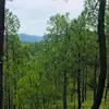 Le pin des Landes est **naturellement présent dans les forêts du littoral**, comme les **Landes** et le **littoral méditerranéen**.