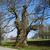 Son tronc est **gros et court** et il possède de **très grosses branches**.