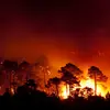 Il supporte bien la sécheresse mais il est **sensible aux incendies**, durant l'été dans le sud de la France.