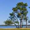 Sa longévité est faible, il vit **environ 100 ans**.