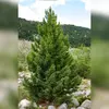 Le Pin cembro a le **tronc droit**, la cime **pointue** et des **branches très redressées**.
