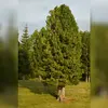 Il peut atteindre une **hauteur de 25 m**.