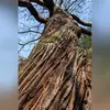Il devient souvent **creux** avec de nombreuses cavités pouvant **abriter toute une faune sauvage** (insectes, petits mammifères, oiseaux ou encore chiroptères)