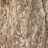Plutôt **lisse**, les premières années, mais les **individus âgés présentent un aspect "écaillé'**.