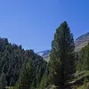 Le pin cembro est une espèce qui vit en **altitude, entre 1400 et 2500 m**.