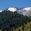 On le trouve sur les **versants les plus frais et exposés au vent**.