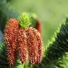 Les **cônes mâles** sont **allongés, de couleur brun clair** et rassemblés en **petits groupes** à l'extrémité des branches.