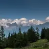 Il côtoie généralement le **Mélèze et l'Epicéa**.