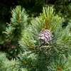 Son **nom scientifique** est **Pinus cembra**.