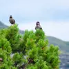 Ses graines **lourdes, non ailées**, rendent la **dissémination plus difficile**. Mais une espèce d'oiseau, le **casse-noix moucheté** va la faciliter.