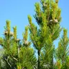Le bois du Pin cembro est assez **tendre**. C'est un **bois de sculpture**. Il sert en décoration et à la confection de meuble.