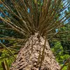 Ses branches sont **verticillées** (elles sont insérées au même niveau).