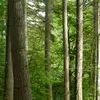 L'écorce est **initialement lisse, gris-vert** et couverte de nombreuses pustules de résine odorante.