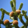 Ils prennent **deux années à mûrir** sur l'arbre.