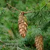 Son nom scientifique est **'Pseudotsuga menziesii'**, se nomme également, **'Pin de l’Orégon'**. Contrairement à ce que laisse entendre son nom, le douglas **n’est ni un pin ni un sapin**, il se raccroche **aux Pseudotsuga**.