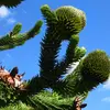 La période de floraison va d'**avril à mai**.