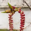Les **bourgeons** sont **allongés, pointus et visqueux** sur le rameau.
