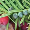 Elles sont mates et **vert clair** sans rayure sur le dessous (ce qui les distingue du Sapin pectiné).