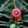 Les **fruits sont de petites baies rouge vif** en forme de coupe entourant une **unique graine apparente**.