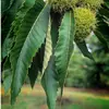 Les **feuilles** sont **longues et relativement étroites** pour leur taille.
