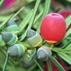 La **fructification** se produit de **septembre à octobre** mais la maturation dure un an, passant du vert au rouge.