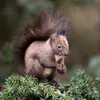 De nombreuses espèces d'**oiseaux** (mésanges, grives, sittelles, jaseurs) et de mammifères se régalent de ces baies et **disséminent ainsi les graines** non digérées.