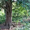 En France, on trouve l'If dans le **Nord-ouest**, en Bretagne. Il pousse aussi près des **rochers et bois des montagnes** (dans la région des Vosges, Jura, Alpes, Var, Cévennes, Pyrénées et Corse).