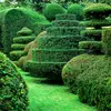 Il est souvent **présent dans les parcs, jardins et cimetières** comme **ornement**, car il supporte très bien la taille.