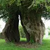 En Bretagne, on plantait un if **lors de la construction des édifices religieux**. Cela a permis de dater un if à la date de construction du bâtiment. Certains datent ainsi de **plus de 1500 ans**.