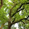 Les **branches** sont **massives et tortueuses**.