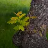 L'**écorce** est **grise et lisse** dans ses jeunes années.