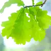 Le **pétiole** est la **petite tige qui relie la feuille à la branche**, sur sa dernière ramification, le **rameau**.