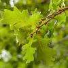 Une **feuille simple** est constituée d'**une seule pièce**. On la reconnaît au **bourgeon présent à la base du pétiole**.